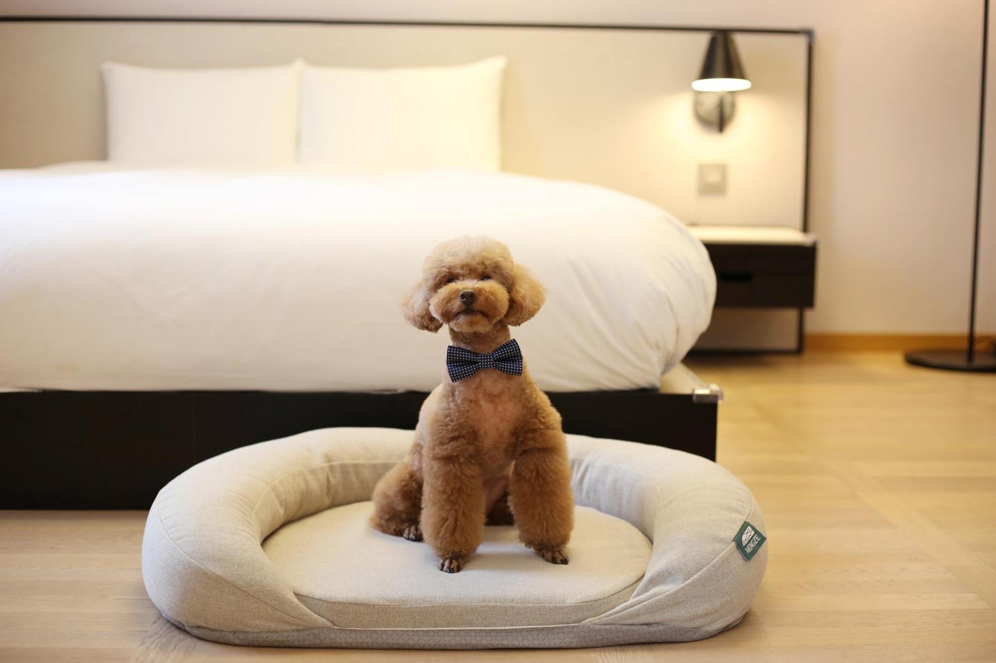 Maison Glad Jeju Ngoại thất bức ảnh