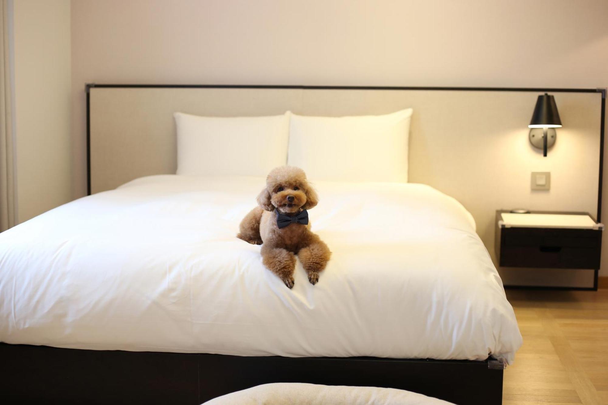 Maison Glad Jeju Ngoại thất bức ảnh