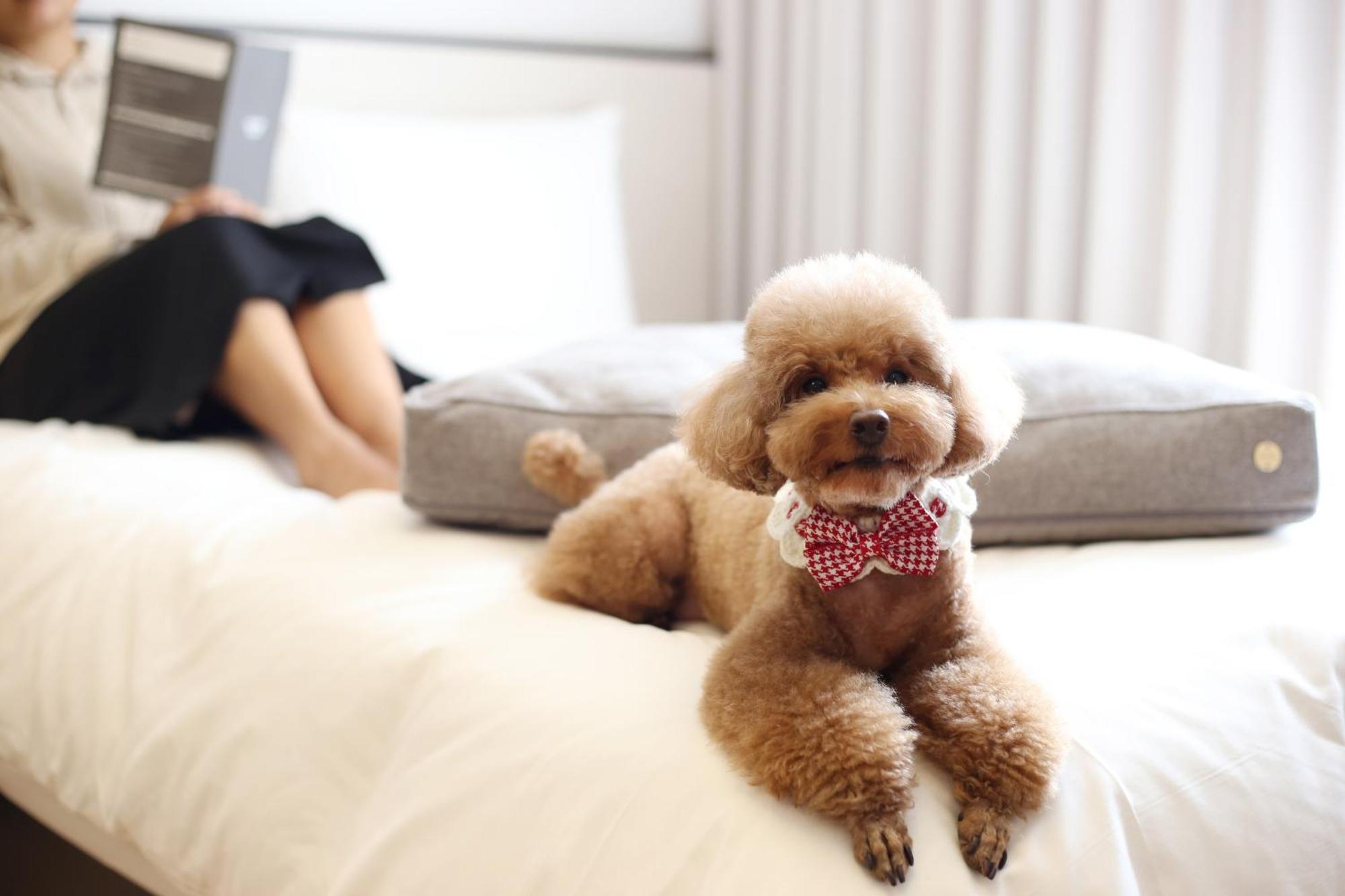 Maison Glad Jeju Ngoại thất bức ảnh